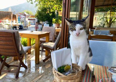 sailing in Turkey - cats at breakfast in Selimiye