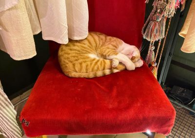 sailing in Turkey - cat in boutique store in Selimiye