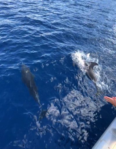 sailing in Turkey - sailing with two dolphins
