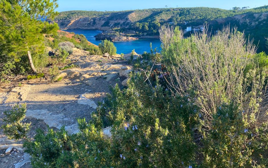 Off-Season in Ibiza - Rosemary