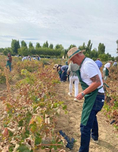 grape harvest festival in Spain